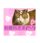 ニャンタ vol.4（個別スタンプ：4）