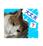 ニャンタ vol.4（個別スタンプ：5）