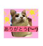 ニャンタ vol.4（個別スタンプ：6）