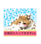 ニャンタ vol.4（個別スタンプ：7）