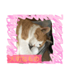 ニャンタ vol.4（個別スタンプ：8）