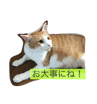 ニャンタ vol.4（個別スタンプ：12）