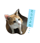 ニャンタ vol.4（個別スタンプ：13）
