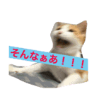 ニャンタ vol.4（個別スタンプ：14）