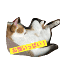 ニャンタ vol.4（個別スタンプ：16）