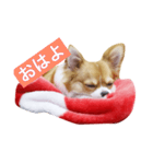 ちわわakaチビわわ（個別スタンプ：2）