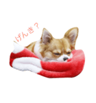 ちわわakaチビわわ（個別スタンプ：7）