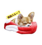ちわわakaチビわわ（個別スタンプ：11）