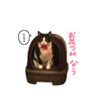 使えそうで使えない少し使えるスタンプ（個別スタンプ：22）