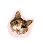 わがやのねこたち。使えるスタンプ（個別スタンプ：2）