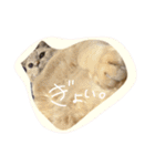 わがやのねこたち。使えるスタンプ（個別スタンプ：3）