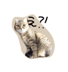 わがやのねこたち。使えるスタンプ（個別スタンプ：4）