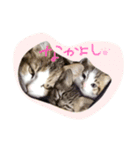 わがやのねこたち。使えるスタンプ（個別スタンプ：5）