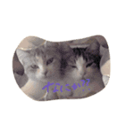 わがやのねこたち。使えるスタンプ（個別スタンプ：6）