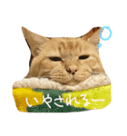 わがやのねこたち。使えるスタンプ（個別スタンプ：7）