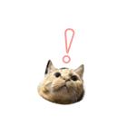 わがやのねこたち。使えるスタンプ（個別スタンプ：11）