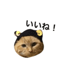 わがやのねこたち。使えるスタンプ（個別スタンプ：12）