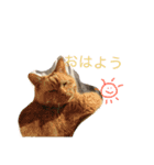 わがやのねこたち。使えるスタンプ（個別スタンプ：13）