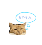 わがやのねこたち。使えるスタンプ（個別スタンプ：14）