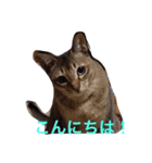 lovelymycat.s（個別スタンプ：1）