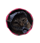 lovelymycat.s（個別スタンプ：2）