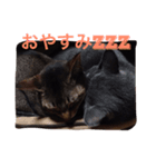 lovelymycat.s（個別スタンプ：4）