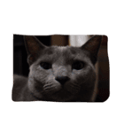 lovelymycat.s（個別スタンプ：5）