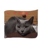 lovelymycat.s（個別スタンプ：6）