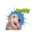 buddy golden（個別スタンプ：2）