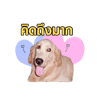 buddy golden（個別スタンプ：3）