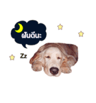 buddy golden（個別スタンプ：8）