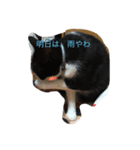Melmo 2（個別スタンプ：1）