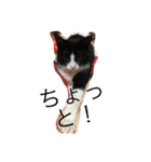 Melmo 2（個別スタンプ：2）