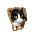 Melmo 2（個別スタンプ：6）