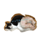 Melmo 2（個別スタンプ：11）