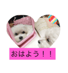 マルチーズクッキー（個別スタンプ：1）