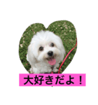 マルチーズクッキー（個別スタンプ：2）