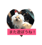 マルチーズクッキー（個別スタンプ：3）