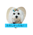 マルチーズクッキー（個別スタンプ：4）