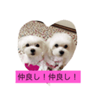 マルチーズクッキー（個別スタンプ：5）