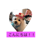マルチーズクッキー（個別スタンプ：6）