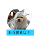 マルチーズクッキー（個別スタンプ：7）