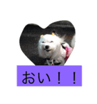 マルチーズクッキー（個別スタンプ：8）