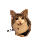 choco stamp 2（個別スタンプ：4）
