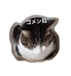 choco stamp 2（個別スタンプ：5）