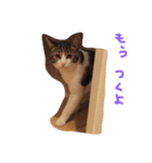 choco stamp 2（個別スタンプ：11）
