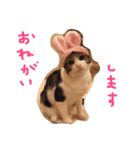 choco stamp 2（個別スタンプ：12）
