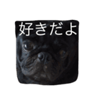 ボクはペコだよ❣️（個別スタンプ：3）