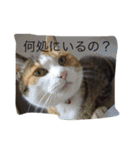 ボクはペコだよ❣️（個別スタンプ：5）