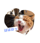 ボクはペコだよ❣️（個別スタンプ：6）